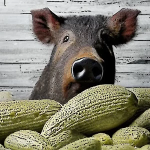 Read more about the article USDA reports say Boar Head outbreak of listeria was  imminent  at Virginia facility